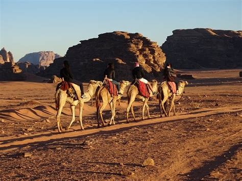 Camel Riding In Petra And Wadi Rum Jordan Horizons Tours Private