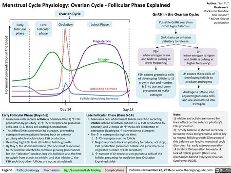Menstrual Cycle Physiology Ovarian Cycle Follicular Phase Explained