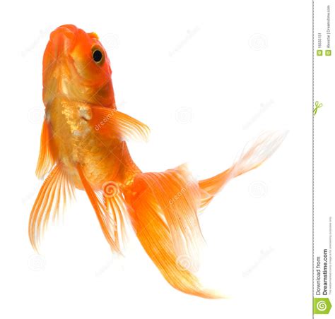 Goldfish Stock Image Image 16533151
