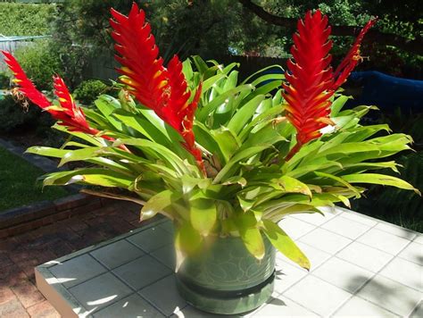 This Aprticular Vriesea Splendens Bromeliads Flaming Sword Live On My