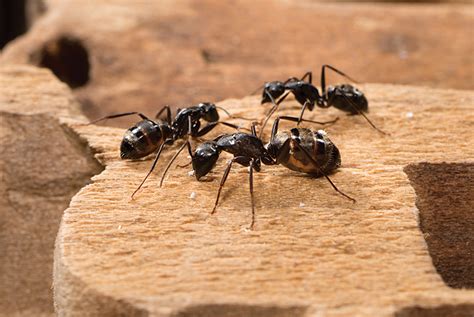 Ant Control Services Daves Pest Control
