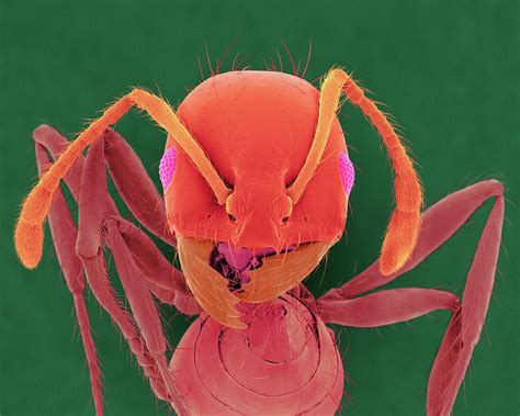 Red Imported Fire Ant Photograph By Dennis Kunkel Microscopyscience