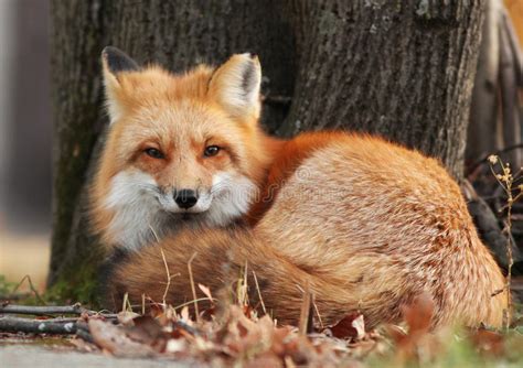 Sappiamo quanto amiate le volpi, così abbiamo pensato di presentarvi alcune delle più belle e suggestive foto di alcune specie di volpi nel modo, in … Volpe rossa immagine stock. Immagine di orizzontale, erba ...