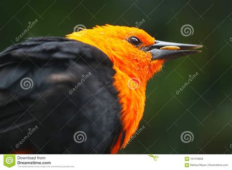 Bright Orange Colored Head Of A Scarlet Headed Blackbird Eating A Seed