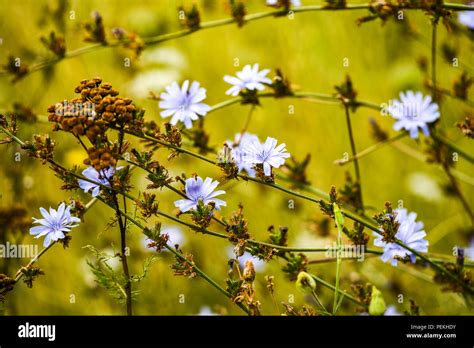 Beautiful Blue Flowers On The Meadow Stock Photo Alamy