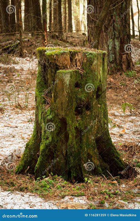 Old Wooden Tree Stump With Green Moss Stock Image Image Of Mossy