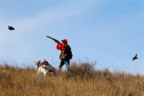 Upland Bird Hunting Ruggs Ranch