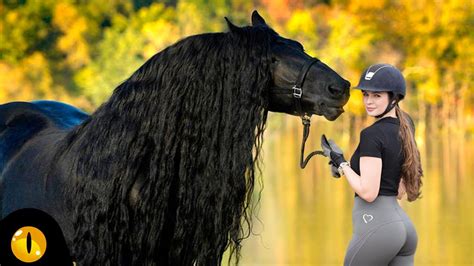 10 Most Beautiful Horse Breeds In The World Youtube