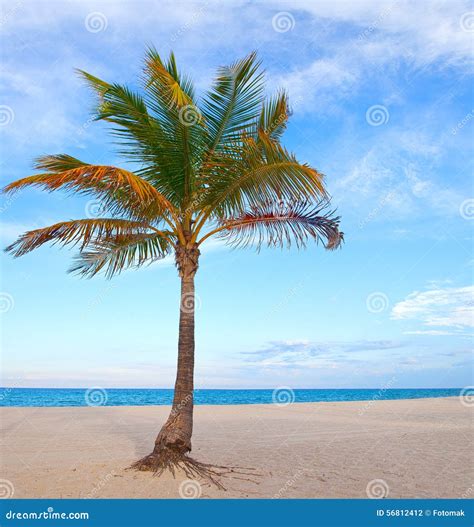 Palm Tree On A Beautiful Sunny Summer Afternoon In Miami Beach Stock