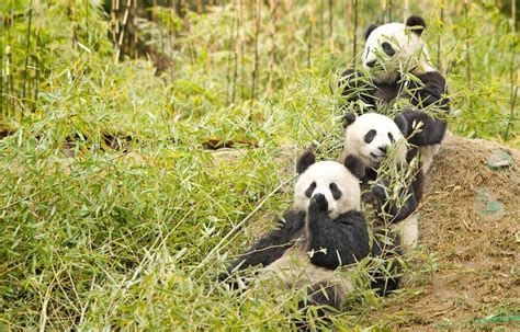 Chinas Endangered Pandas And Elephants Back From Brink Of Extinction