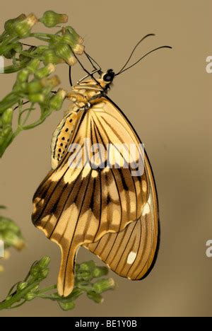 Male Mocker Swallowtail Butterfly Papilio Dardanus Papilionidae