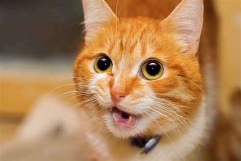 To put a cat's meow into perspective, there are at least five different types of meows , and the tone and pitch of each meow signals a different emotion, need or want. Is my cat meowing too much? - Caloundra Pet Resort