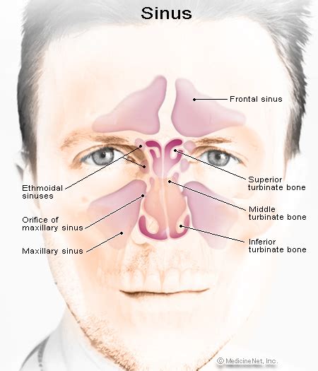 Severe Sinus Pain On Left Side Of Face Pictures