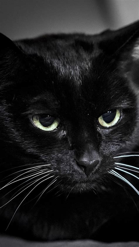 Black Cat Hd Wallpapers Wallpaper Cave