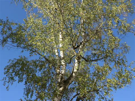 Hd Wallpaper Birch Tree Nature Tribe Autumn Branches Bark