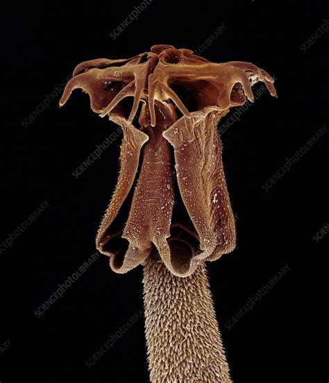 Tapeworm Head Sem Stock Image C0144880 Science Photo Library