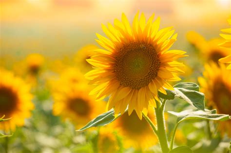 Sonnenblumen sind dauernd durstig, regelmäßig ordentlich gießen; Sonnenblumen » Wann ist Blütezeit?