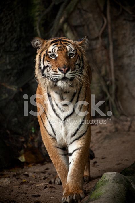 Bengal Tiger Stock Photo Royalty Free Freeimages