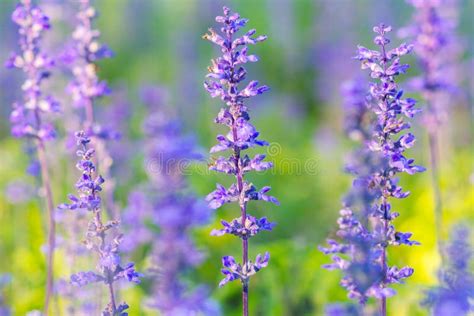 Beautiful Lavender Flower In The Garden Stock Photo Image Of Blooming