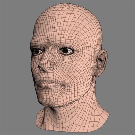 Human Male Head Anatomy 3d Model Max Obj 3ds Fbx C4d Lwo Lw Lws