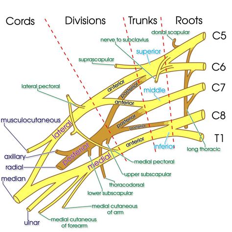 Brachial Plexus Anatomyzone