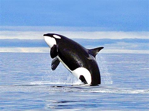 Southern Resident Orcas Move One Step Closer To Receiving Endangered