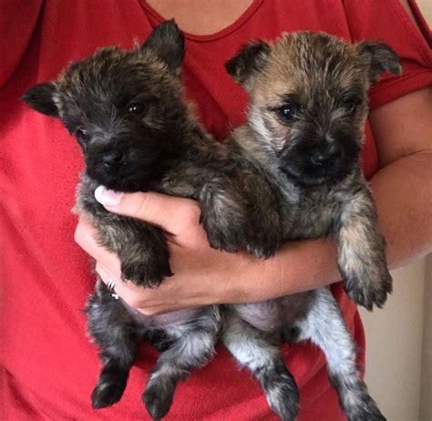 Cairn Terrier Puppies For Sale Austin Tx 242355