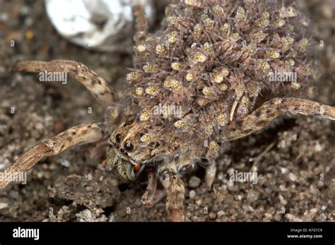 Wolf Spider Carrying Her Babies On Her Back Lycosidae Eastern United
