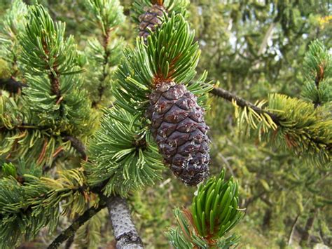 Pinus Aristata · Biodiversity4all