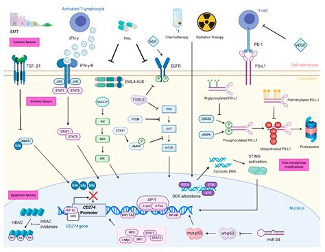 Cancers Free Full Text The Mechanisms Of PD L1 Regulation In Non