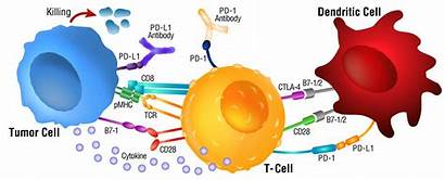 Checkpoint Immune Tumor Blockade Immunity Antibody Antibodies