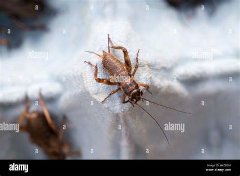 Black Field Cricket Gryllus Bimaculatis Larva Nymph Stock Photo Alamy