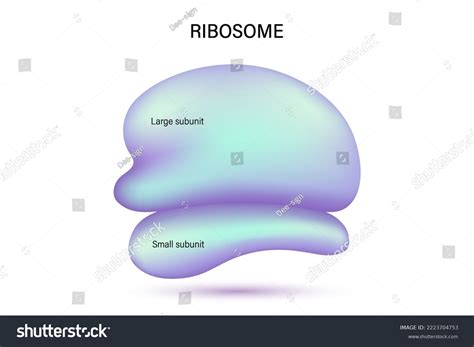 Ribosome Structure Vector Large Subunit Small Stock Vector Royalty