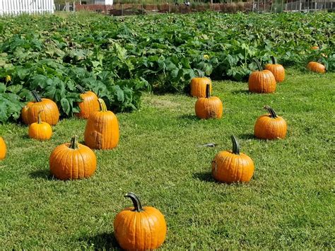 Normally we bring our extended family of lovable animals to events like birthday parties, educational events and fairs. Check out the Best Pumpkin Patch in Your State (Some Even ...