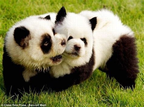 Panda Puppys Media Upload