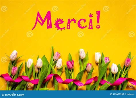 Colorful Tulip Merci Means Thank You Ribbon Yellow Background Stock