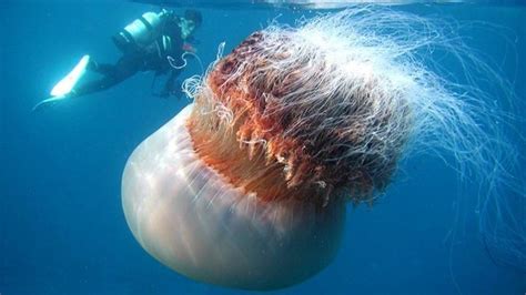 Самые опасные медузы в мире список фото и видео Научно популярный