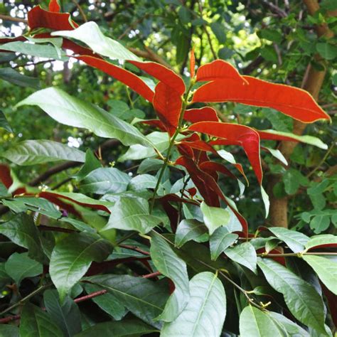 Plantes de Photinia Carré Rouge PHOTINIA x FRASERI Carré Rouge