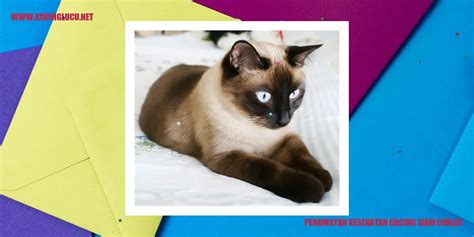 Kucing Siam Coklat Sifat Perawatan Dan Keunikan Yang Melekat