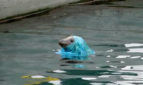 Shocking Picture Shows Seal With Its Head Stuck In A Plastic Bag
