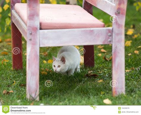 Small White Cat Playing Under Bench Stock Image Image Of Hiding