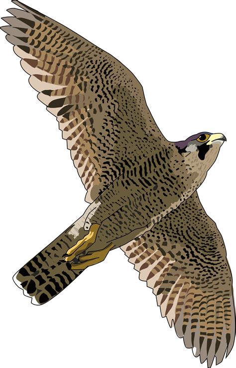 Gyr Falcon Clipart Clipground