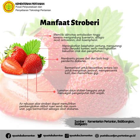 Mengenal Varietas Dan Manfaat Stroberi Di Indonesia