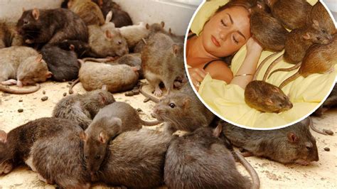 Over 120 Million Rats To Invade British Homes As Rodent Population Is