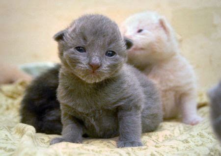 Check out our cutest kittens ever selection for the very best in unique or custom, handmade pieces from our shops. Cute Baby Kitten « Cute and Funny Pet Photos of Dogs, Cats ...