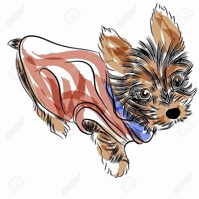 Yorkshire Terrier Yorkie Clip Clipart Teacup Puppy