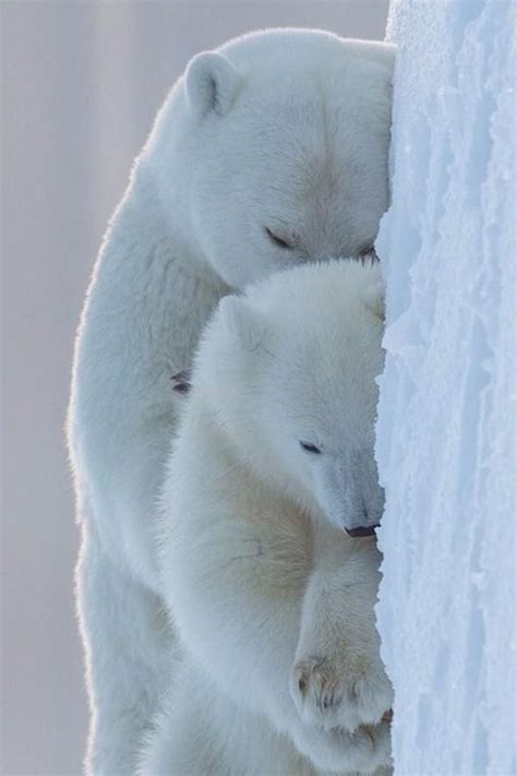 Sleeping Polar Bears Sleeping Animals Animals Cute Animals