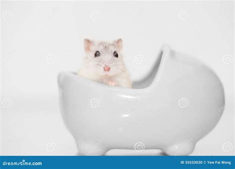 Profile Of A Cute Hamster Stock Photo Image Of Cute 35533030