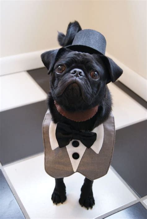 Sick puppiesdressed up as life. check out elmer dressed as pugraham lincoln last halloween ...