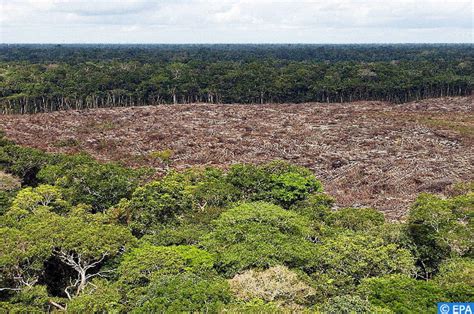 Madagascar La Déforestation Et La Dégradation Des Forêts Parmi Les